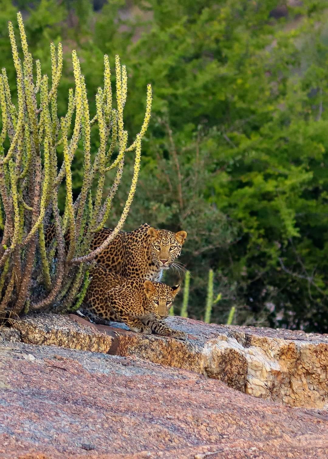 Leopards in their natural habitat at Jawai